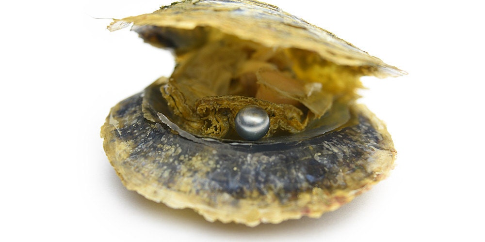 70 OFF, Tahitian Pearl Oyster