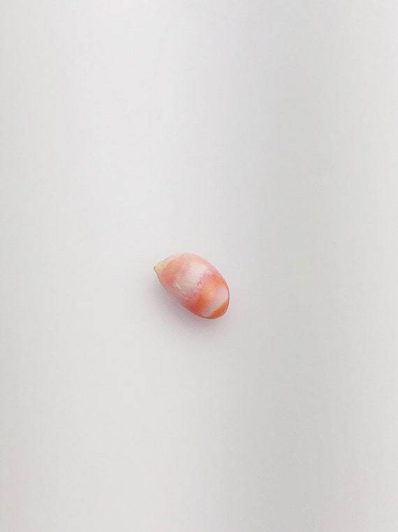 Conch Pearl Loose 12.1mm x 5.4mm No. 6