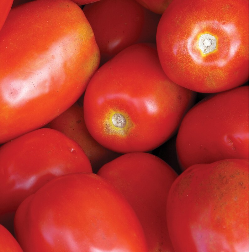 Tomato Roma Italian Roma VF Non Gmo Heirloom Garden | Etsy