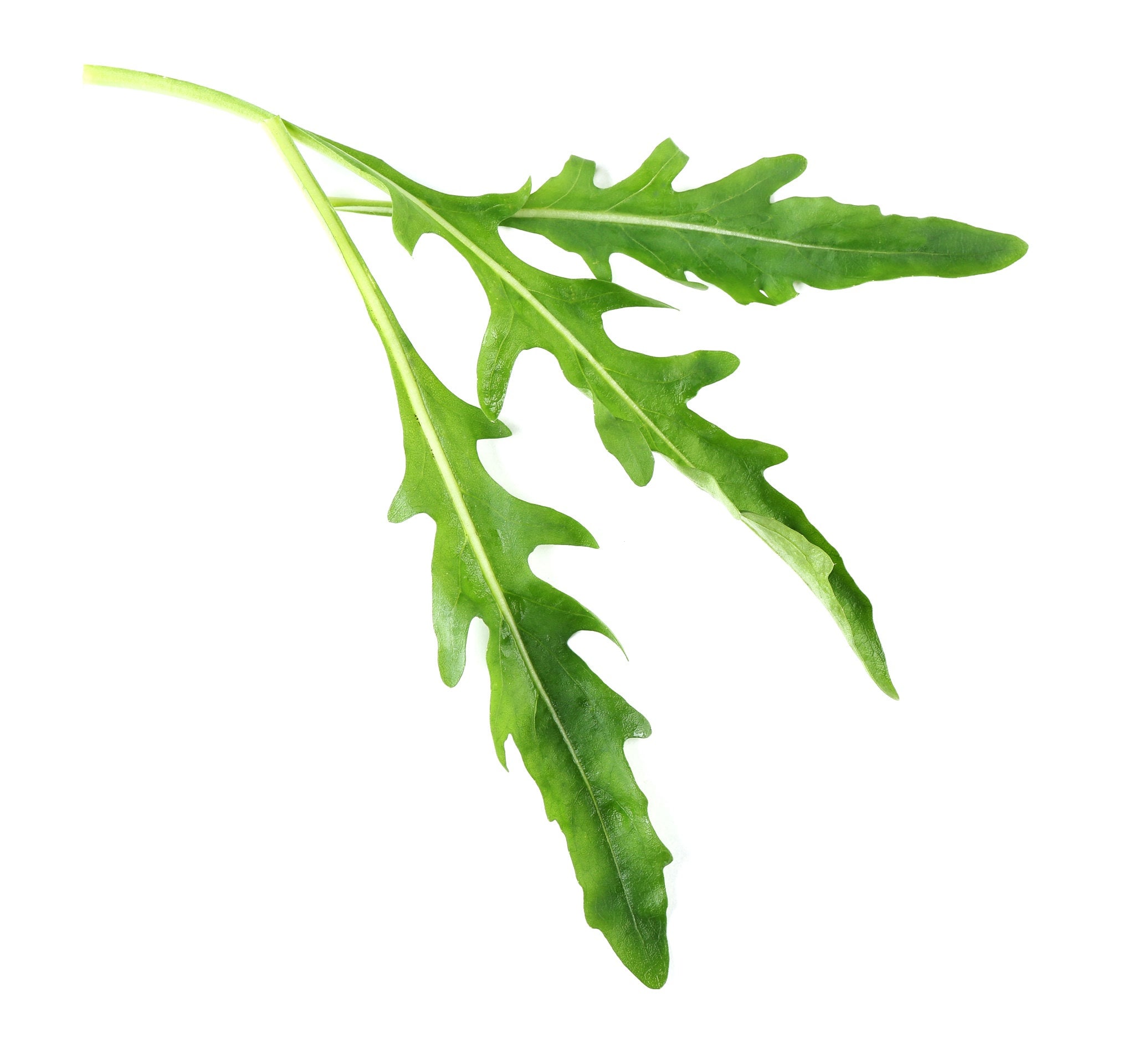 листья рукколы. листья рукколы. листья рукколы. листья рукколы. руккола изумрудные узоры.