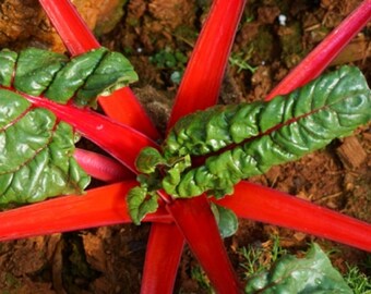 Swiss Chard Rhubarb Non GMO Heirloom Vegetable Seeds Sow No GMO® USA