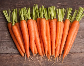 Carrot Scarlet Nantes Non GMO Heirloom Garden Vegetable Seeds Sow No GMO® USA
