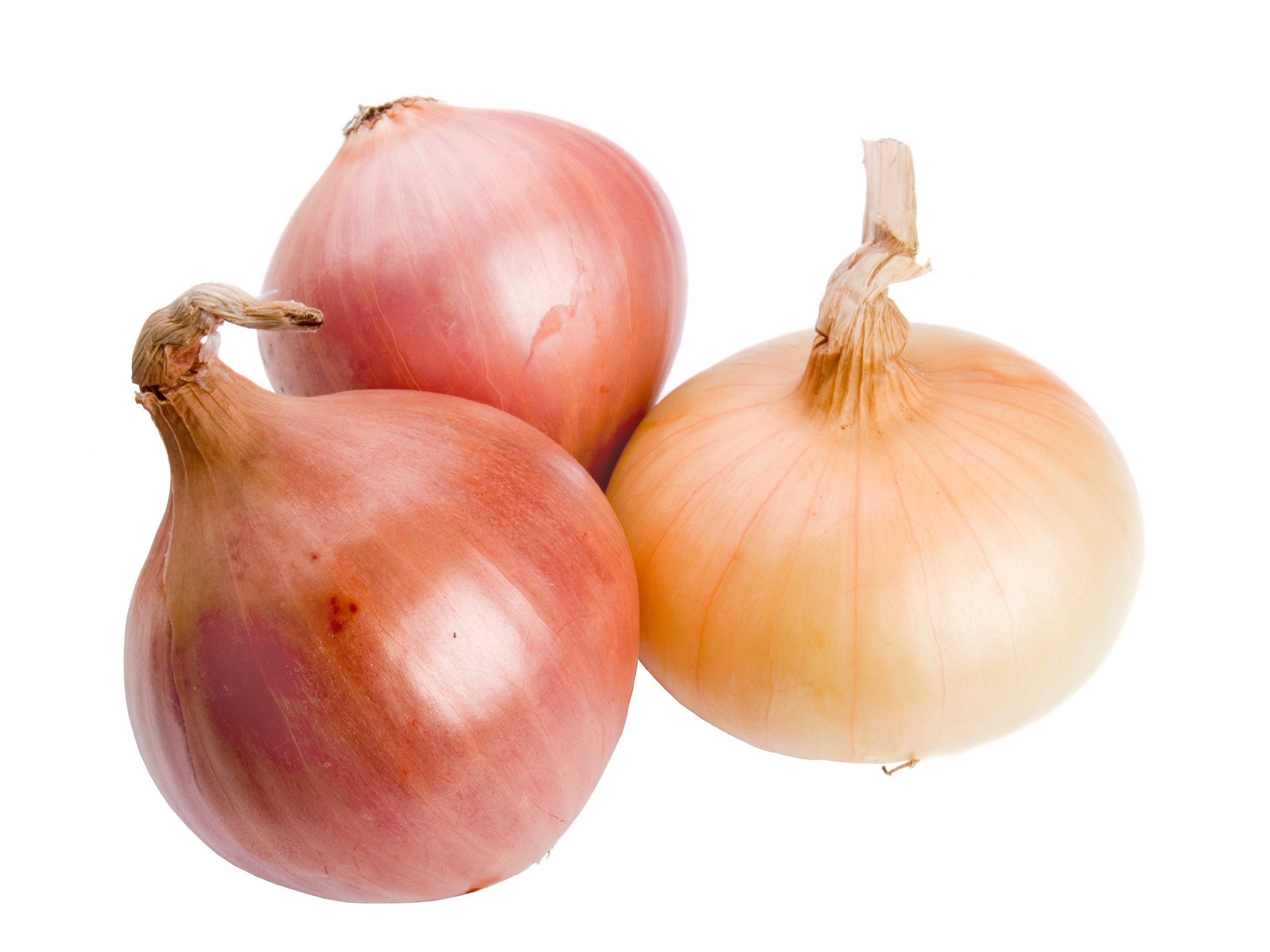 Onion Boott