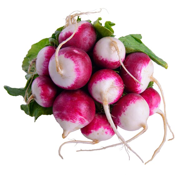 500 SPARKLER WHITE TIP RADISH Sweet European Red Raphanus Sativus Vegetable Seed
