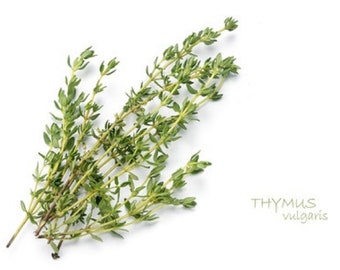 Thyme Non GMO Heirloom Aromatic Culinary Garden Herb Seeds Sow No GMO® USA