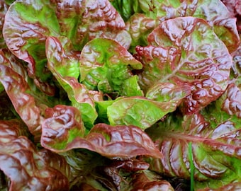 Lettuce Prizehead Non GMO Heirloom Garden Vegetable Seeds Sow No GMO® USA