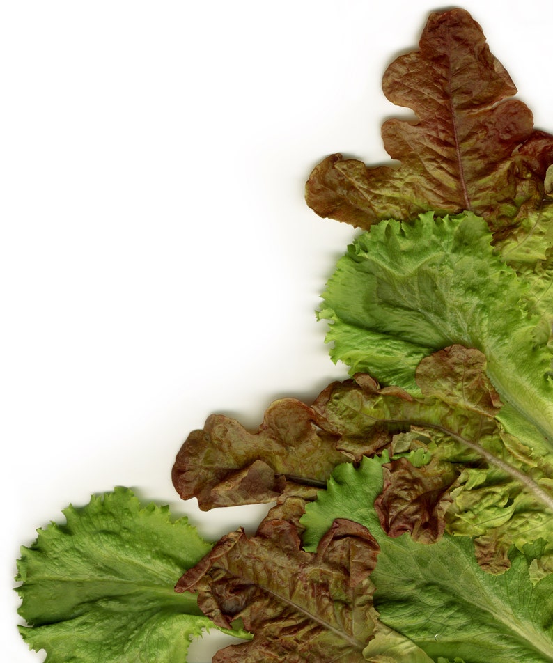 Lettuce Mixed Greens Gourmet Non GMO Heirloom Vegetable Seeds Sow No GMO\u00ae USA