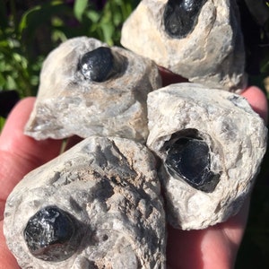May include: Four rough, gray, and white stones with black, shiny, gemstone inclusions. The stones are clustered together in a hand.