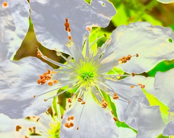 Pearly White Rhododendron, Star-Shaped, Optimism, Hope, Peace, Purity, 5 Assorted Kindness Greeting  Cards, 1 Design, Original Photography.