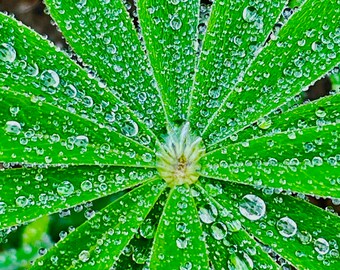 PRINT: Raindrops On A Green Lupine Leaf, Refreshing, Rejuvenating, Nature As Art, 8"x10" or 11"x14",  Sharing Beauty Print, Original Photo.