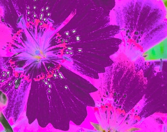 Plum Delicious, Sparkles, Light, Splashes Of Color, Cranesbill, Geranium, 5 Assorted Kindness Greeting  Cards, 1 Design, Original Photo.