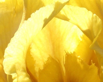 Yellow Iris, Majestic, Up Close & Personal, Light, Warmth, Intimacy, 5 Assorted Kindness Greeting  Cards, 1 Design, Original Photography.