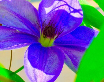 Purple Clematis, Light & Shadow, Emerging, Inner Peace, Serenity, 5 Kindness Greeting  Cards, 1 Design, Original Photography.