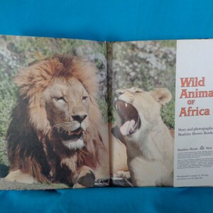 vintage 1982 Wild Animals of Africa book by Beatrice Brown Borden image 3