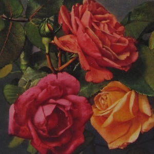 Precious vintage postcard of beautiful roses, old postcard flowers, floral postcard