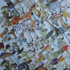 Mushroom Ephemera Pack, Paper Ephemera Pack, Vintage Mushroom cut outs, 25 pc, Scrapbook, Collage, Junk journal supplies