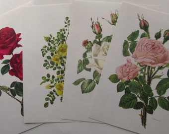 4 Botanical Prints Roses, Original roses watercolor Illustrations, Vintage Bookplates by Anne Marie Trechslin