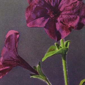 Excellent postcard of some petunias, old postcard, vintage postcard, antique floral postcard