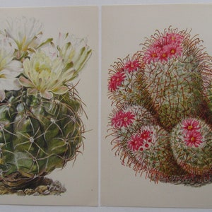 Cactus illustrations, 10 Original Botanical Prints, Vintage Bookplates