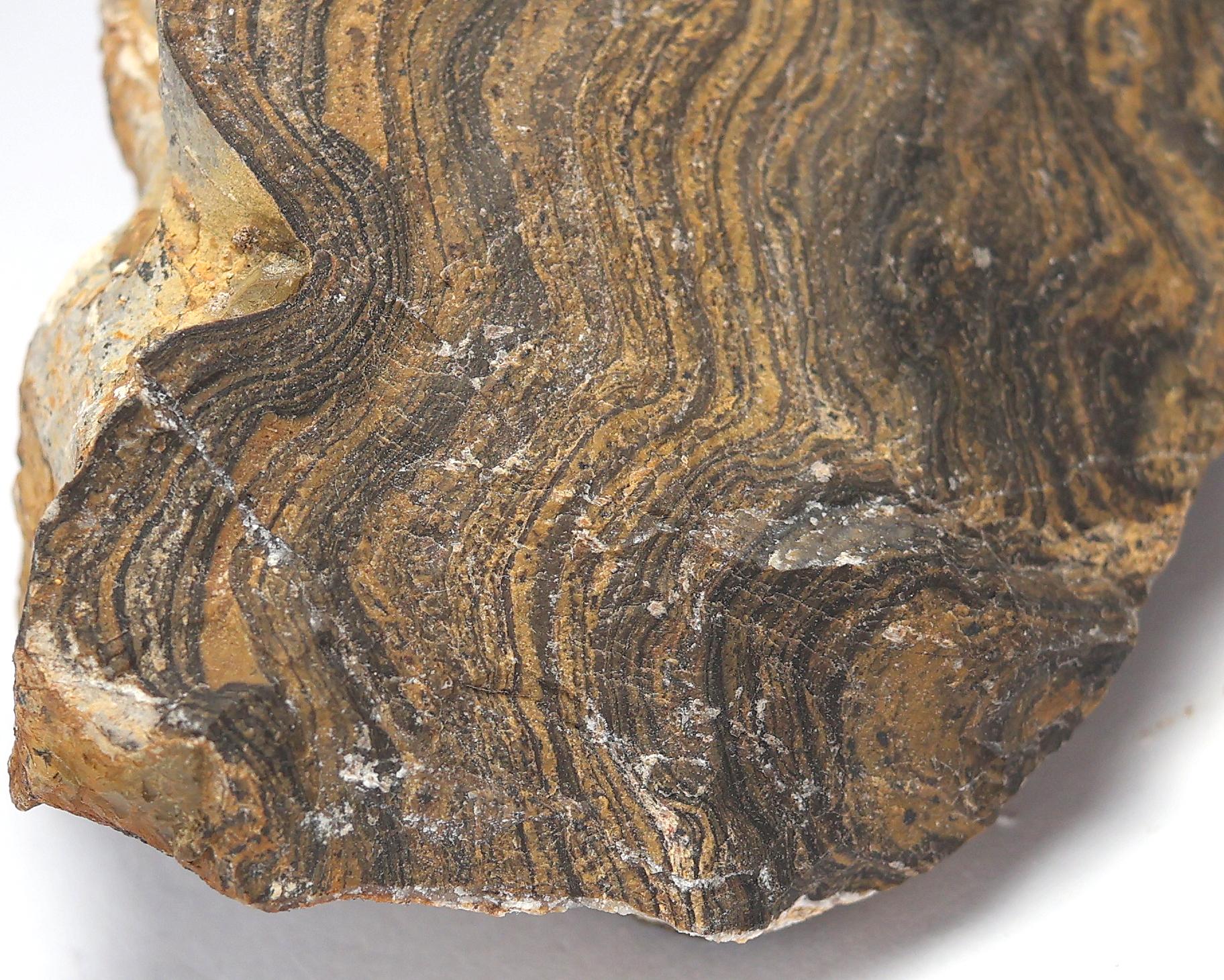 Ancient Stromatolite Fossil Specimen – Banded Cyanobacteria Structure ...