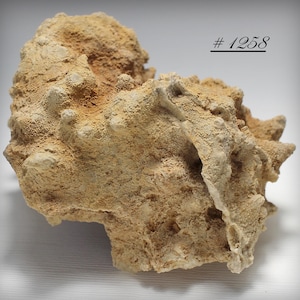 May include: A beige-colored, textured rock formation with a rough, uneven surface. The rock has a variety of shapes and textures, with some areas appearing more granular and others smoother. The number "# 1258" is printed on the top right corner.