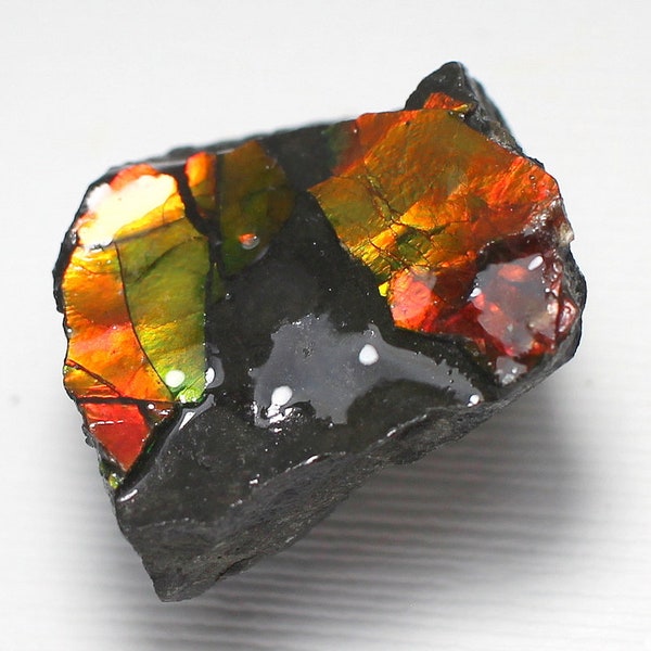 Small Opalescent Ammolite - Small Specimen of Colorful Red, Yellow, Green Organic Gemstone Ammolite  -  from Canada