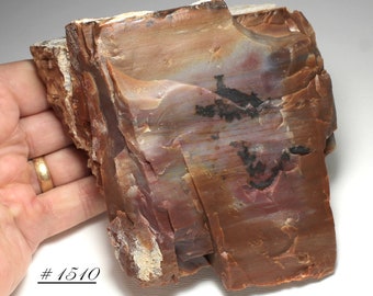 X-Large Arizona Petrified Wood - Dark, Bright, Colorful, All-Natural Petrified Wood from Arizona - Uncut, Unpolished