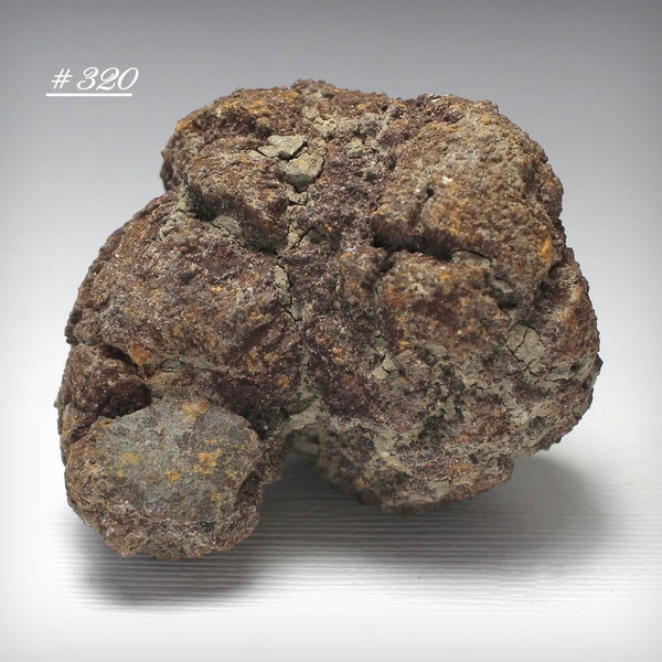 Coprolite (Fossilized Poop) - from Madagascar