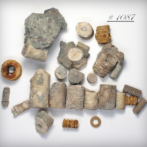 Crinoid Stalks - A Collection of Proterozoic Era Sea Lily Fossil Crinoid Specimens
