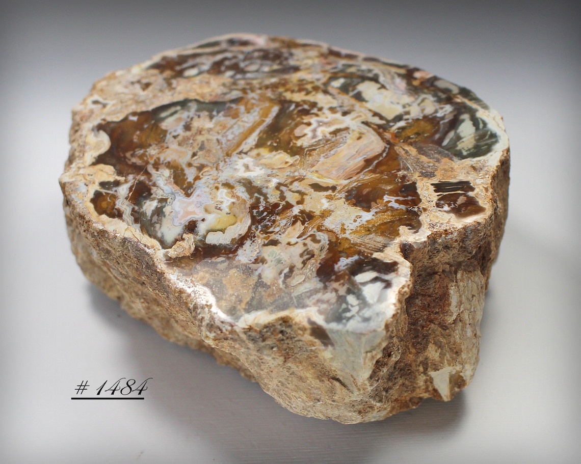 Polished Petrified Wood Large Piece of Naturally Etsy