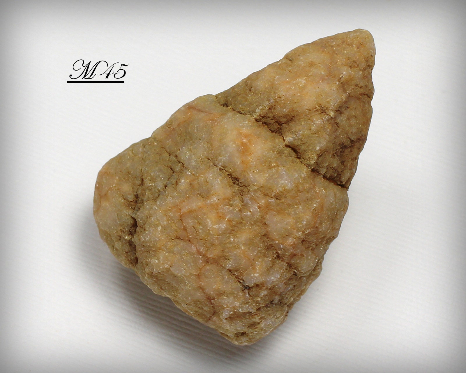 Geodized Quartz Horn Coral Fossil Specimen - Indiana - Etsy Geodized Quartz Horn Coral Fossil Specimen - Indiana - Etsy
