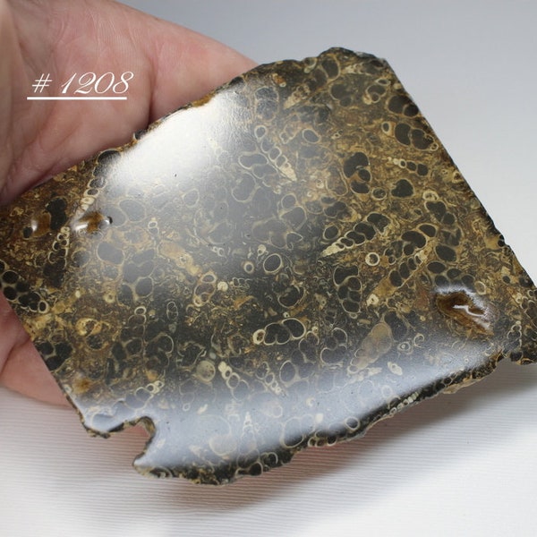 Turritella Agate Fossil Slab (Repaired), with Acrylic Stand