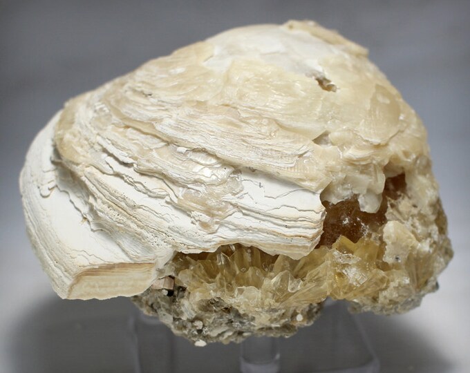 Calcite in Clam Fossil, From Rucks Pit, Fort Drum Crystal Mine, Florida, USA Etsy