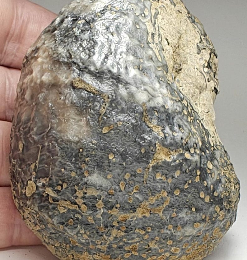 Bumby Rocks Large Exogyra Costata Oyster Shell Fossil From Texas - Cretaceous ...