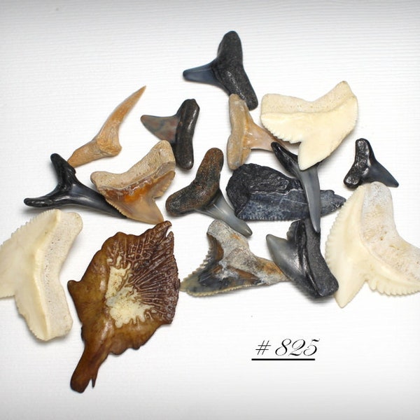 Set of Assorted Fossil Shark Teeth and Alligator Gar Scale, of Unknown Locale - The Exact Ones Pictured