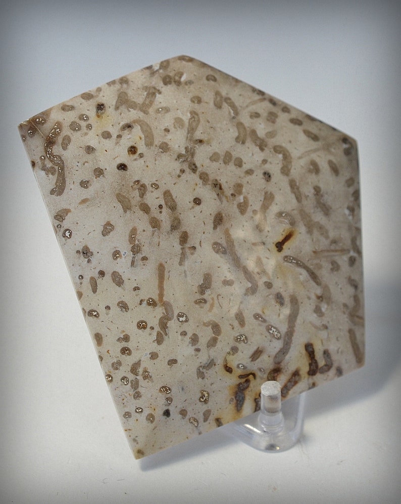 Large Polished Petrified Texas Palm Wood Cabochon cab Etsy