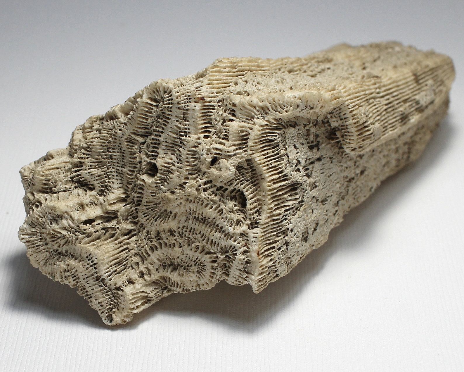 Brain Coral Specimen of Holocene Epoch Brain Coral Fossil Etsy