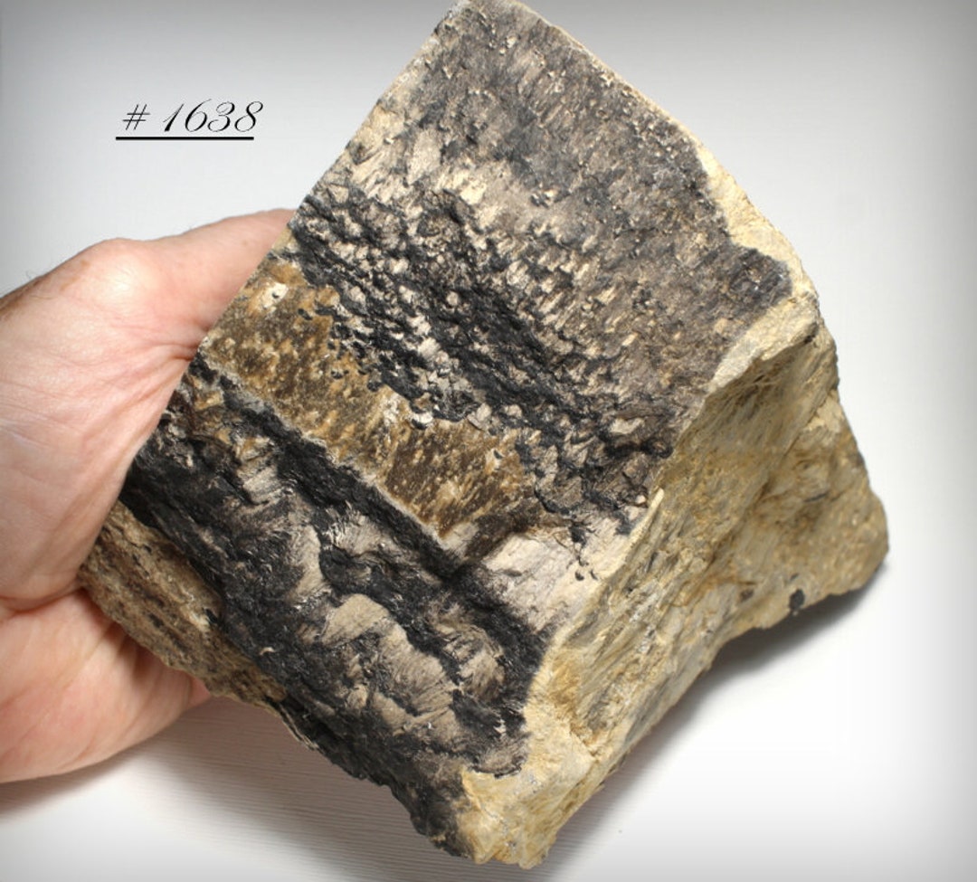 Megaphyton Tree Rare Carboniferous Fern Tree Fossil Section: Lepidodendron From Iowa - Etsy