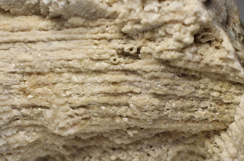 Beekite Siphonophrentis Gigantea Horn Coral Fossil: Silicified Devonian Marine ...