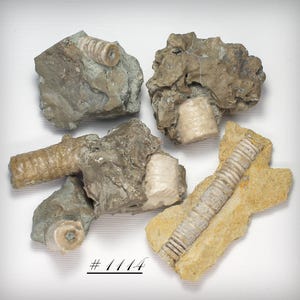 Crinoid Stalks - A Collection of Six Proterozoic Era Sea Lily Fossil Crinoid Specimens