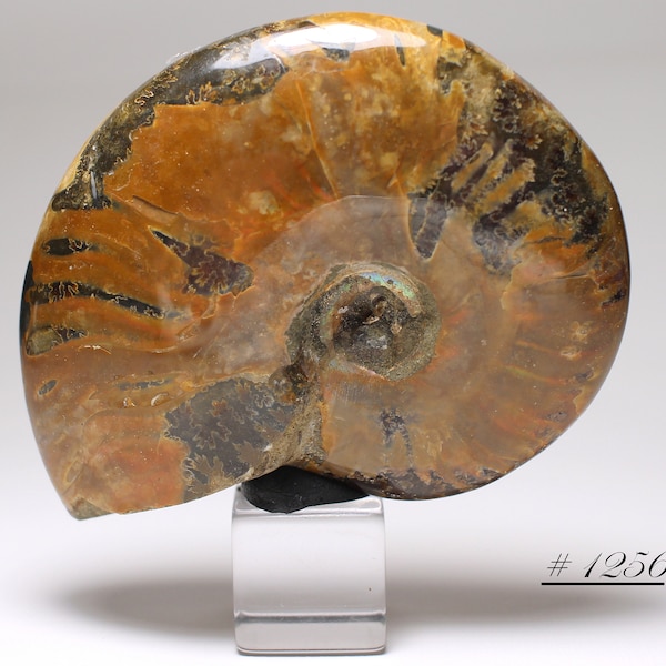 Polished Ammonite - Medium-Sized Polished Fossil Ammonite with Iridescent Ammolite, and Nice Patterning, from Madagascar