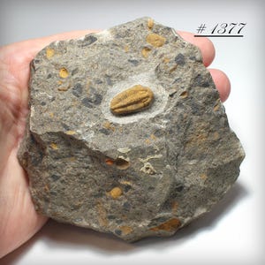 Trilobite - Authentic Well-Prepared Fossil Trilobite &#39;Diacalymene&#39; from Ordovician, on Matrix - Trilobite Fossil - Morocco