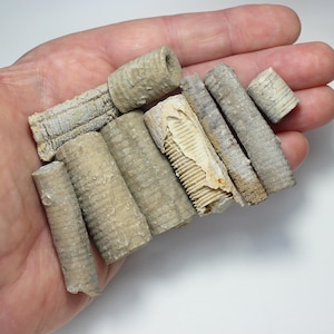 Larger Crinoid Stalks - A Collection of Proterozoic Era Sea Lily Fossil Crinoid Specimens