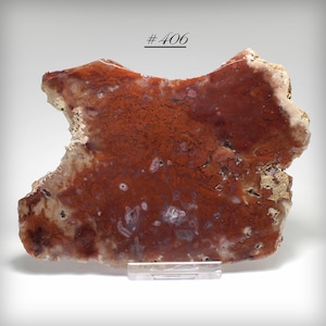 May include: A polished, irregularly shaped stone with a rich, reddish-brown interior and lighter, cream-colored edges. The surface displays intricate patterns and textures. The text "# 406" is above the stone. The stone is displayed on a clear stand.