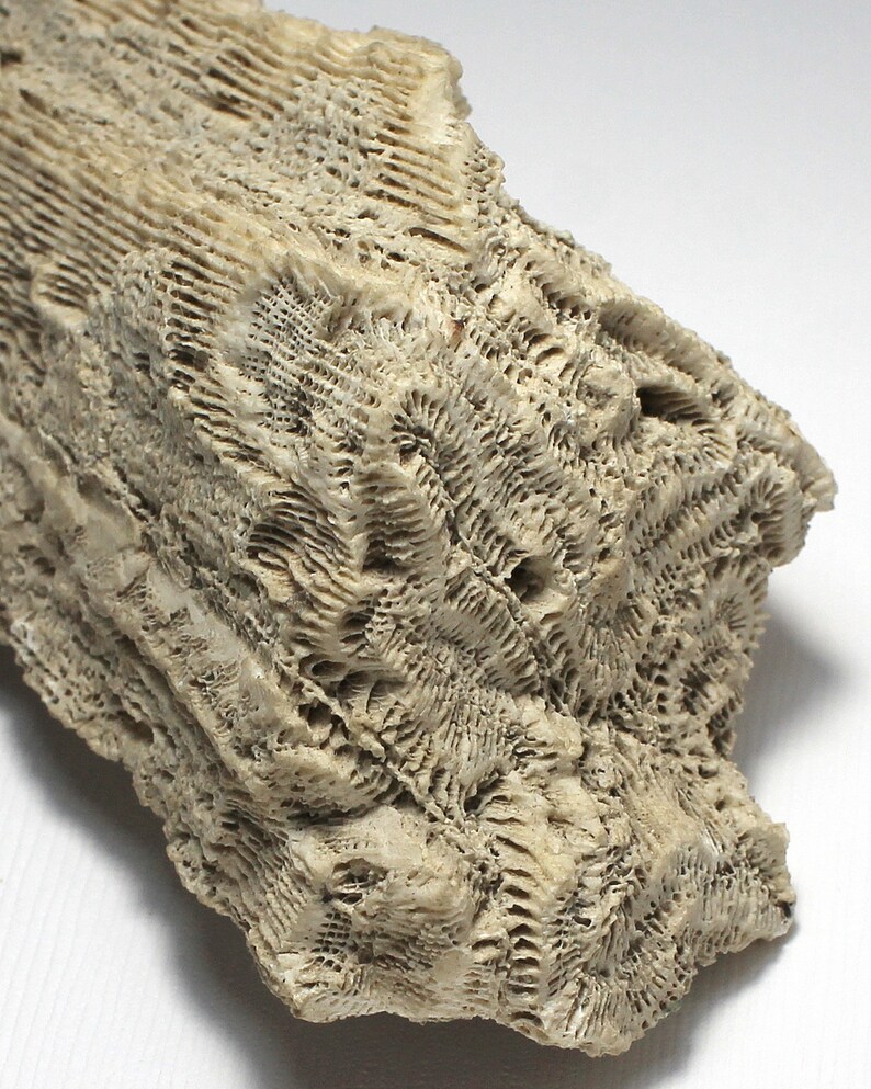 Brain Coral Specimen of Holocene Epoch Brain Coral Fossil Etsy