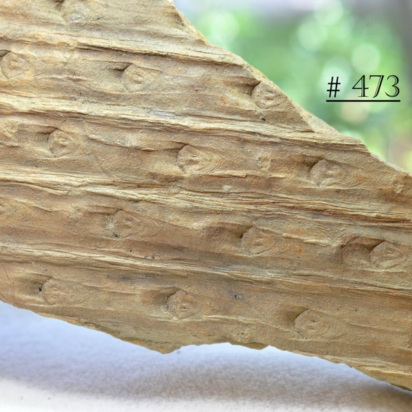 Huge Two Sided Fossil of Two Different Carboniferous Tree Specie Bark Patterns - Lepidodendron mannebachense  and Sigillaria!