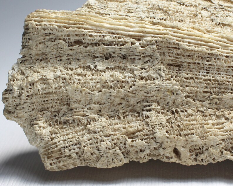 Brain Coral Specimen of Holocene Epoch Brain Coral Fossil Etsy