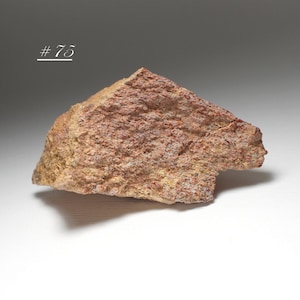 Dinosaur Bone Fragment, Utah - Attractive and Detailed Reddish-Colored Dinosaur Bone Segment from Utah, USA