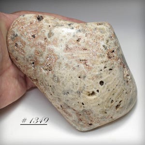 May include: A beige and brown fossilized coral stone with a textured surface and numerous small holes. The stone is held in a hand and has the number "# 1349" written on it.