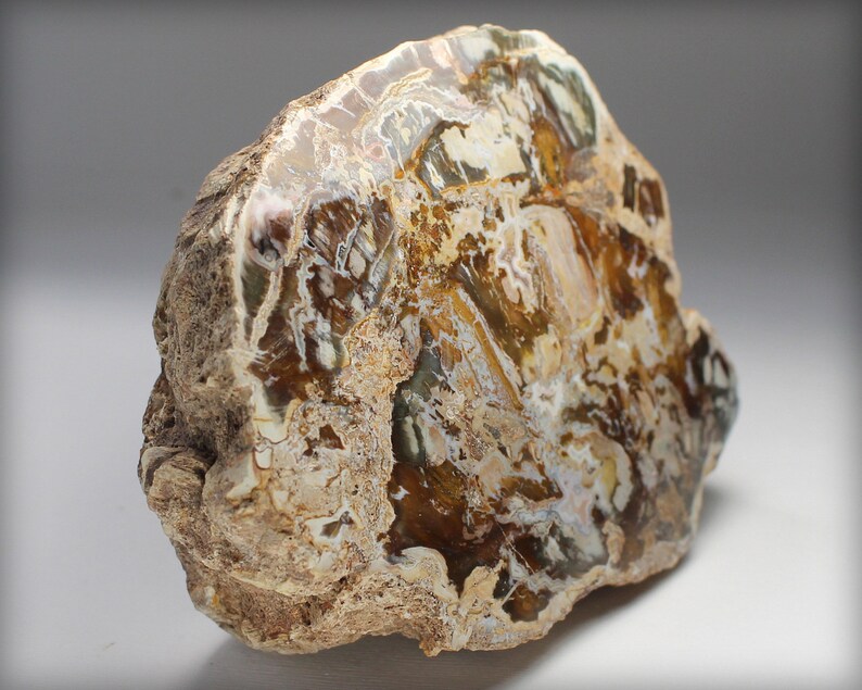 Polished Petrified Wood Large Piece of Naturally Etsy